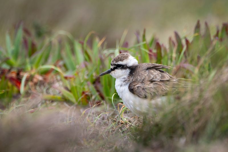 St. Helena Plover – Lonely Island Sentinel