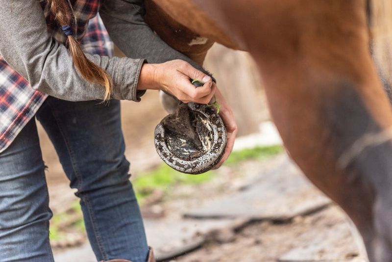 Establish A Routine For Regular Hoof Cleaning And Trimming