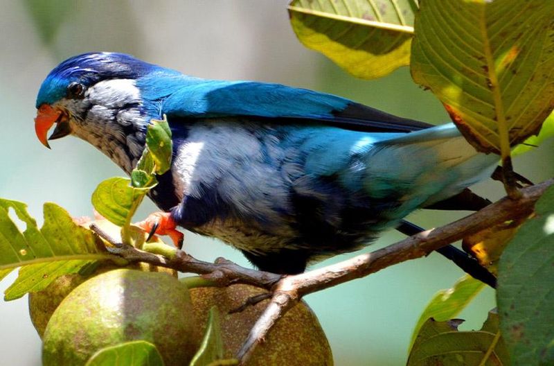 Ultramarine Lorikeet