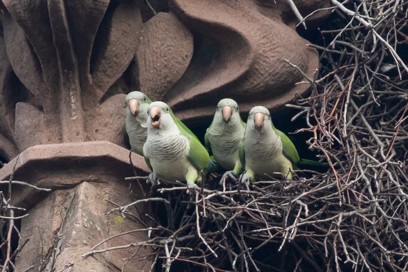 Monk Parakeet