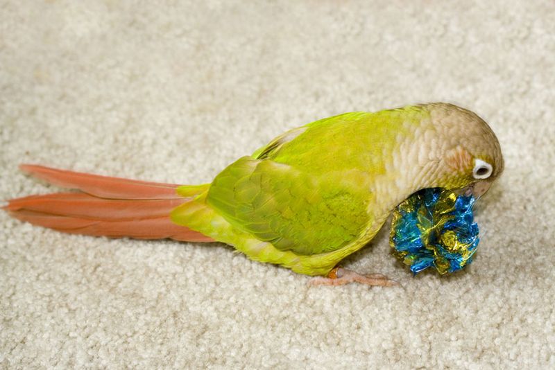 Fetch Game