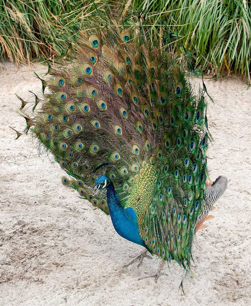 Peacocks (Peafowls)