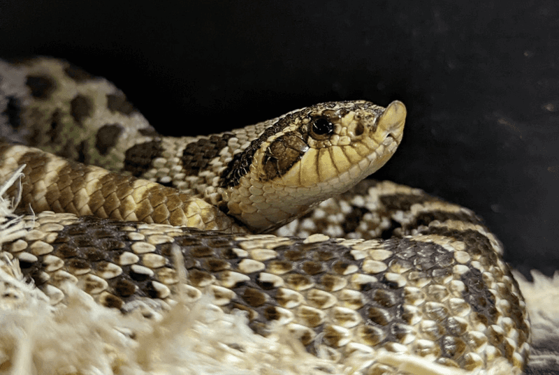 Hognose Snake: The Dramatic Darling