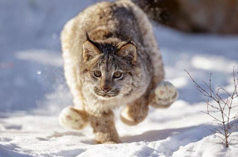 Canada Lynx
