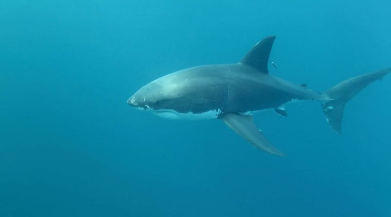 Snake River: Pacific Northwest's Shark-Free Waters