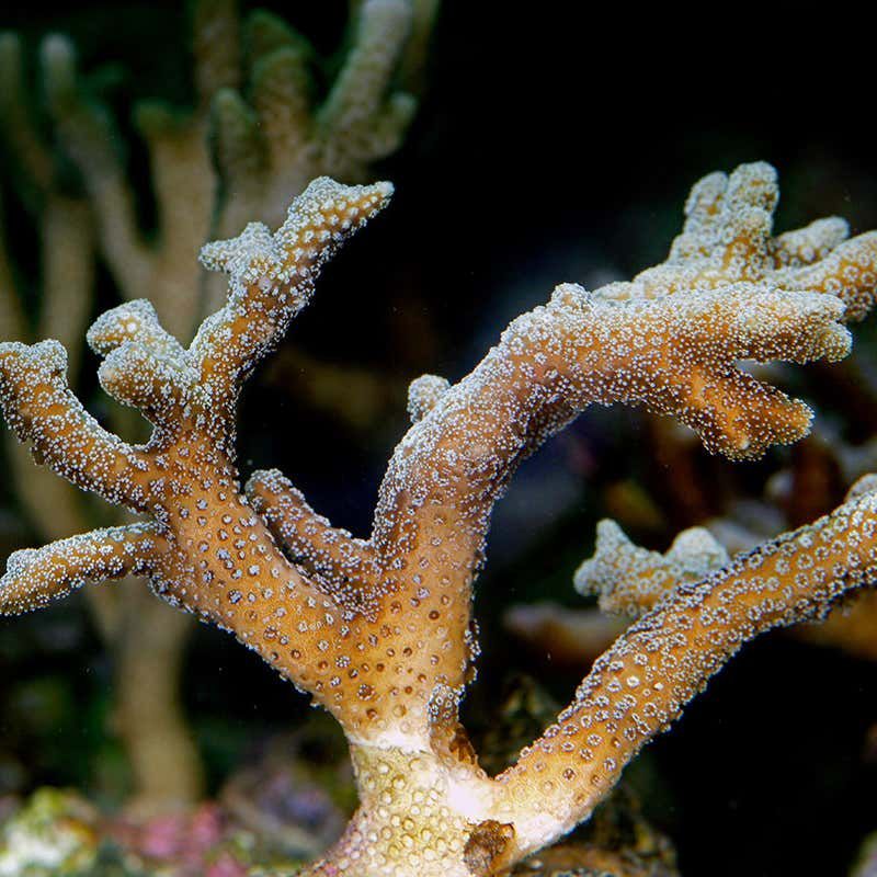 Ocean Acidification