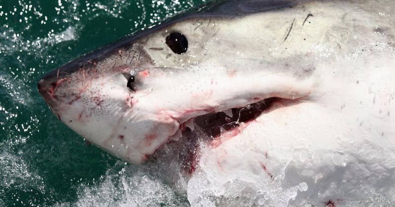 Fishermen Report Close Encounters