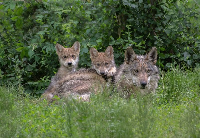 Distinctive Pup-Rearing Practices