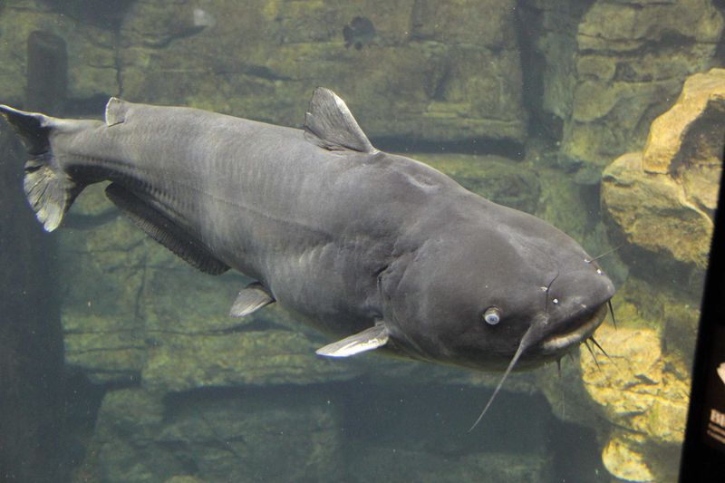 Whiskered Giants: Blue Catfish