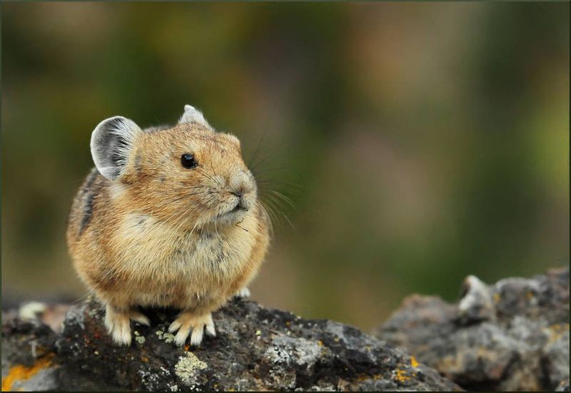 Pika