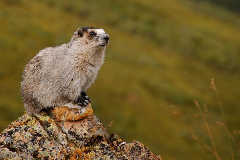 Marmot