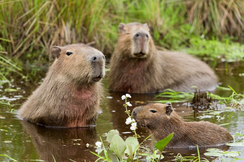 Capybaras