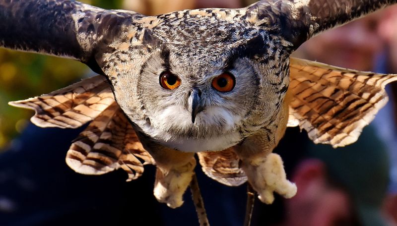 Great Horned Owls: Night Hunters
