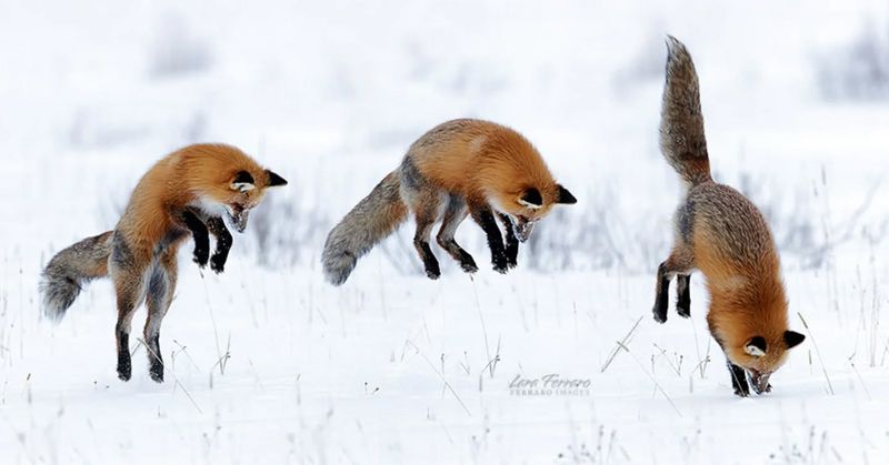 Foxes Hunting In Meadows