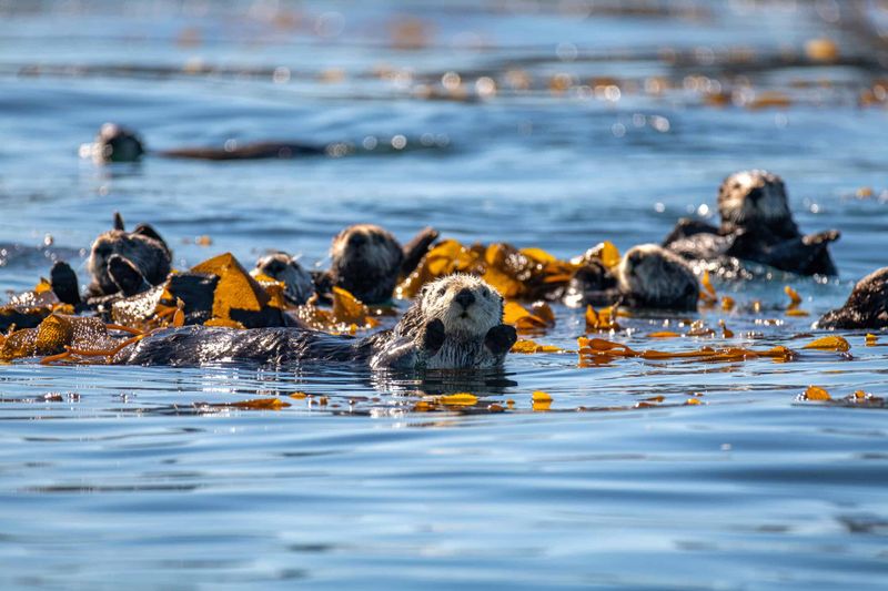 Sea Otters