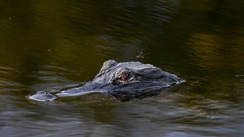 Urban Heat Islands Offer Winter Refuges