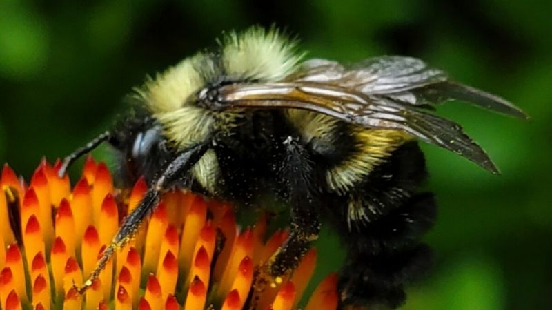 Pollinators Find Safe Habitats
