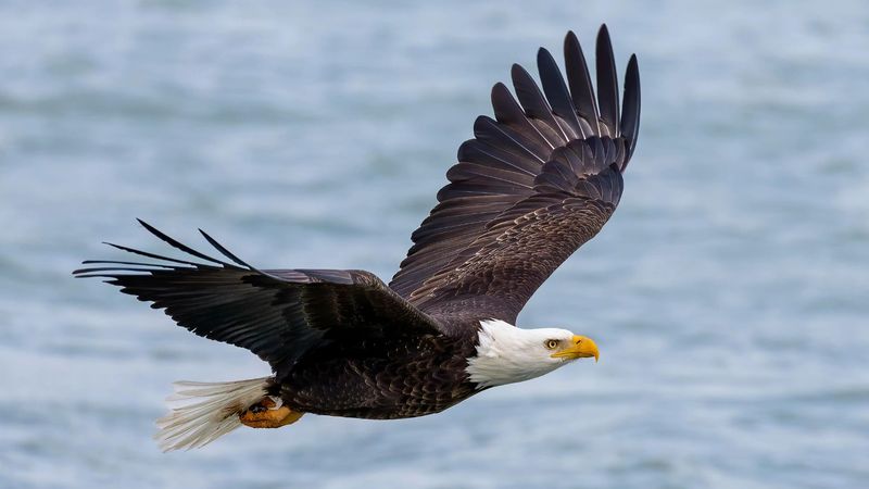 Sky Kings: Bald Eagles