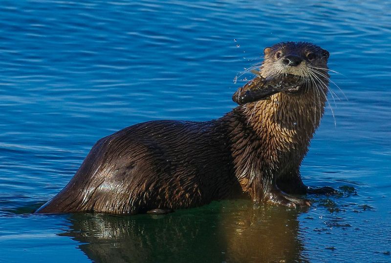 Acrobatic Hunters: River Otters