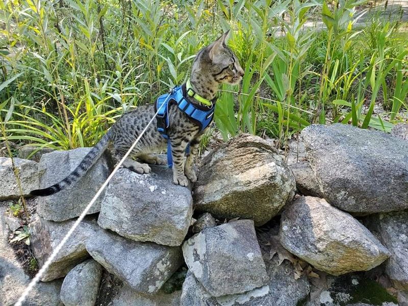 Savannah Cats: Born Explorers
