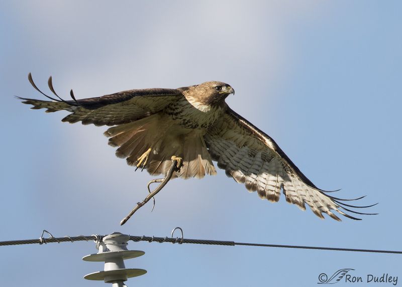 Hawks: Aerial Assassins