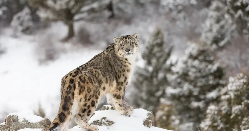 Shadow Cats Return: Snow Leopards Bounce Back