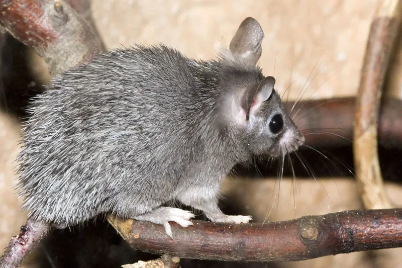 Spiny Mice: The Reptile-Like Rodents