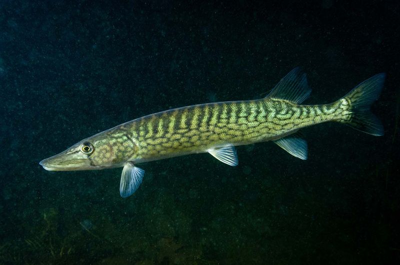 Chain Pickerel