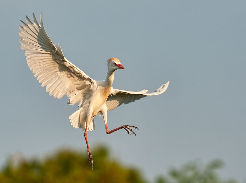 Cattle Egret: Hitchhiker From Africa