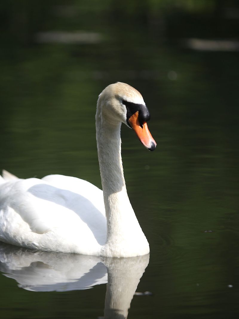 Mute Swan