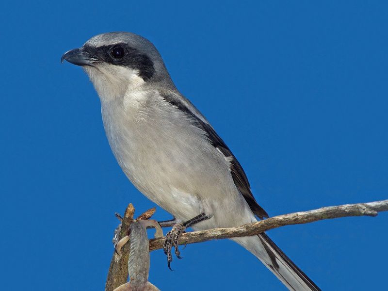 Thorny Hunters: Loggerhead Shrikes