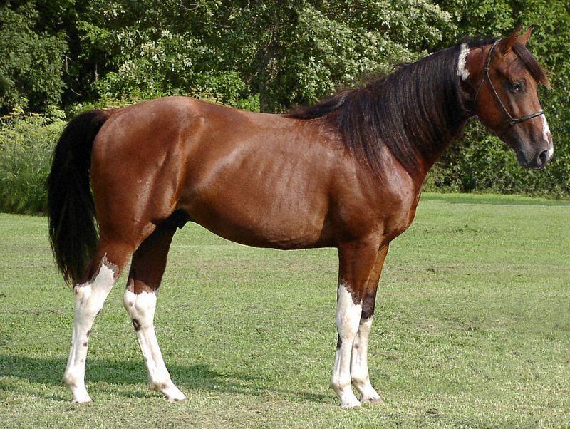Missouri Fox Trotter (Missouri)