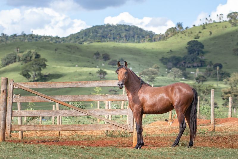 Mangalarga Marchador: Brazil's National Treasure