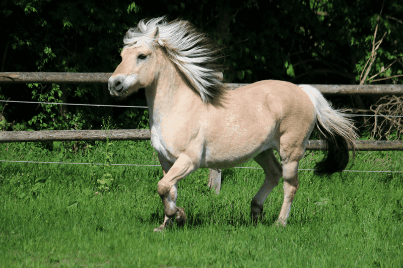 Norwegian Fjords: Viking Horses With Modern Appeal