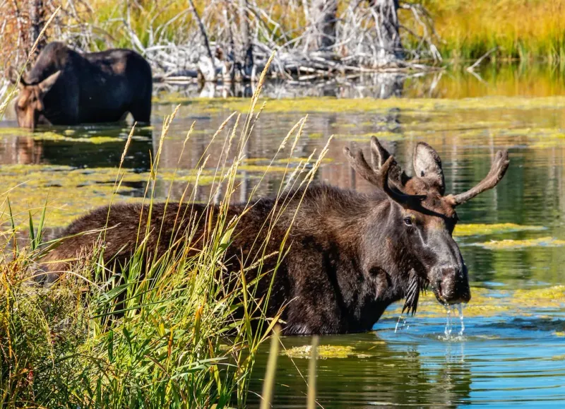 Yellowstone National Park, Wyoming