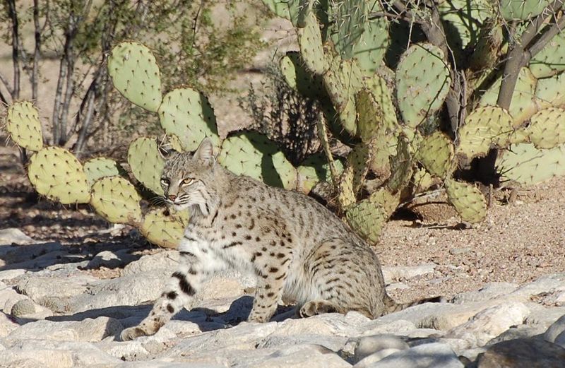 Desert Southwest's Adaptable Bobcat
