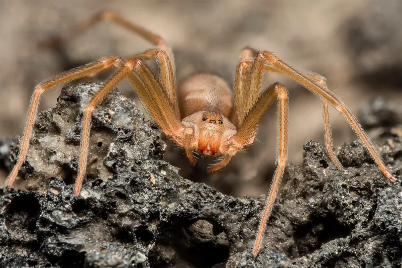 Venomous Brown Recluse Infestation In Missouri