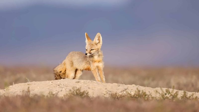 Threats From Invasive Species