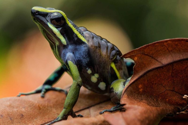 Other Known Poisonous Frogs In The Amazon