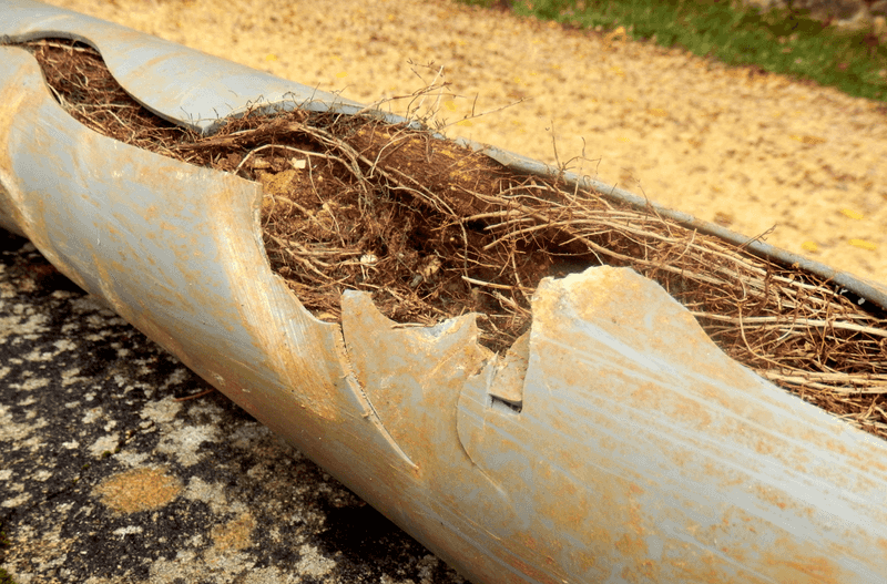 Underground Pipe Wreckers: Tree Roots