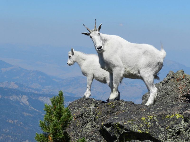 Mountain Goats Defying Gravity