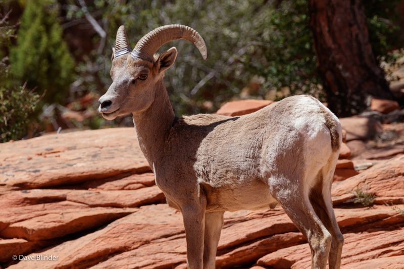 Desert Bighorn Sheep In Zion