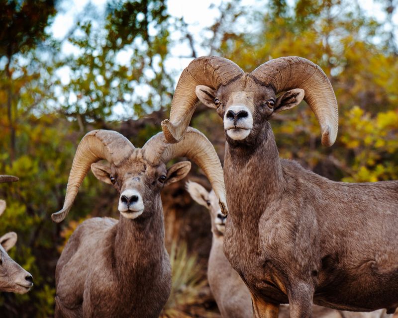 Desert Bighorn Sheep At Zion