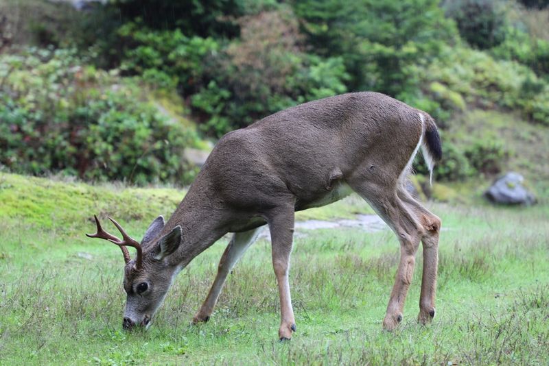 Columbian Black-Tailed Deer