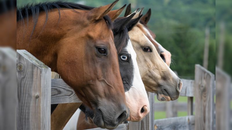 Horses: The Thundering Protectors
