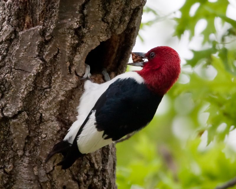 Red-headed Woodpecker: Colorful Native Under Pressure