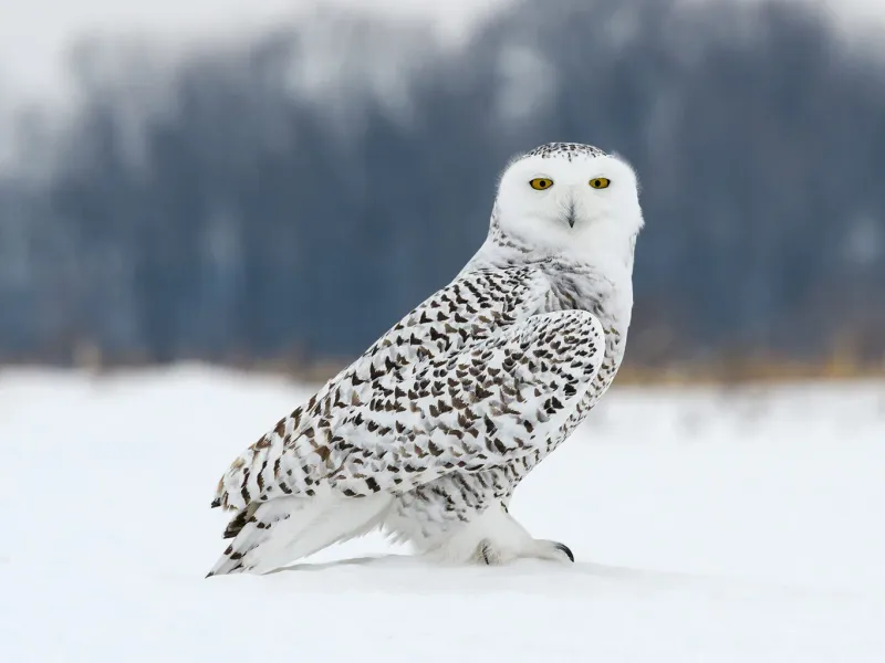Snowy Owl: Arctic Ghost Of The North