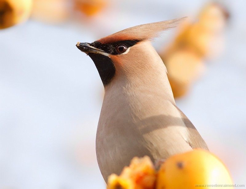 Bohemian Waxwing's Subtle Contour