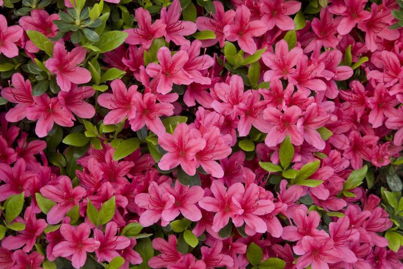 Azaleas: Woodland Deer Magnets