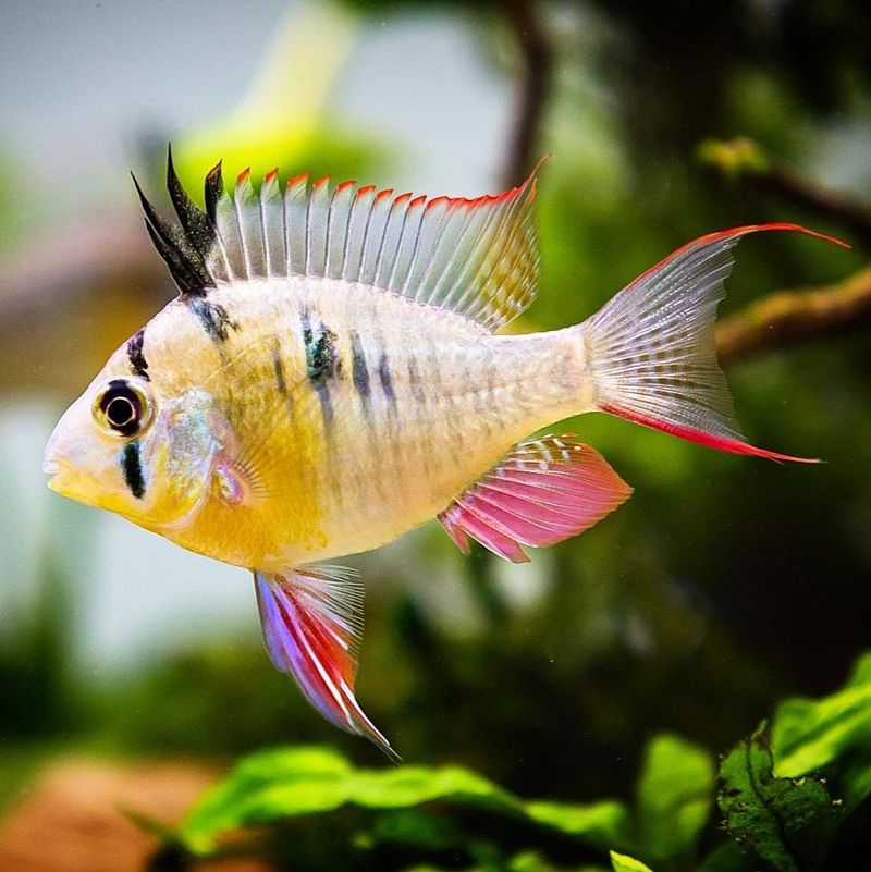 Bolivian Ram